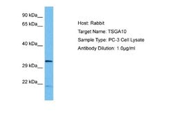 TSGA10 Rabbit anti-Human, Polyclonal, Novus Biologicals 0.1 mL | Buy Online | Novus Biologicals | Fisher Scientific